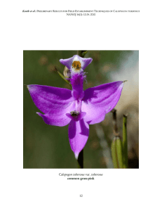 12 Calopogon tuberosus common grass-pink