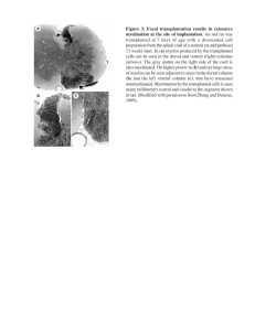 Figure 3: myelination at the site of implantation.