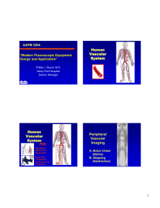 Human Vascular System Peripheral