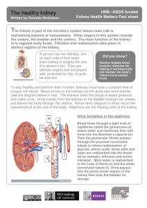 T The healthy kidney  HRB –KEDS funded