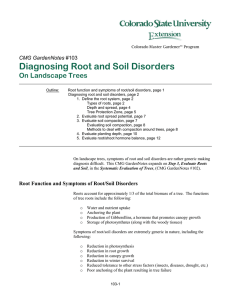 Diagnosing Root and Soil Disorders On Landscape Trees CMG GardenNotes