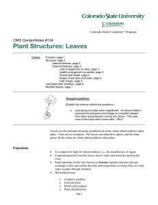 Plant Structures: Leaves  CMG GardenNotes #134