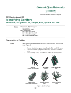 Identifying Conifers Arborvitae, Douglas Fir, Fir, Juniper, Pine, Spruce, and Yew