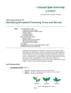 Identifying Broadleaf Flowering Trees and Shrubs  CMG GardenNotes #153
