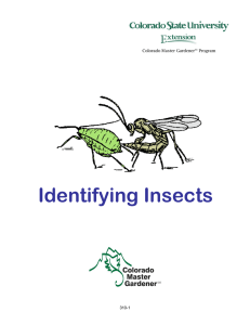 Identifying Insects  310-1