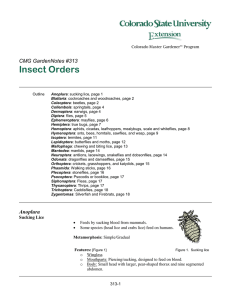 Insect Orders  CMG GardenNotes #313