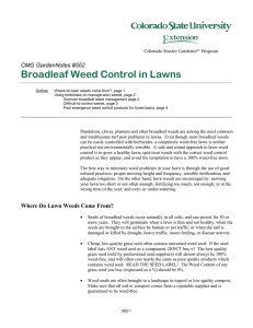 Broadleaf Weed Control in Lawns  CMG GardenNotes #552