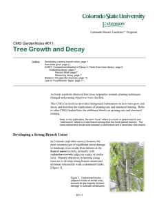 Tree Growth and Decay  CMG GardenNotes #611
