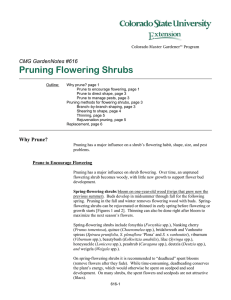 Pruning Flowering Shrubs  CMG GardenNotes #616