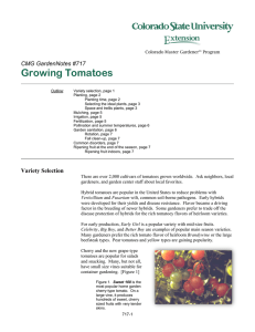 Growing Tomatoes  CMG GardenNotes #717