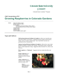 Growing Raspberries in Colorado Gardens  CMG GardenNotes #761