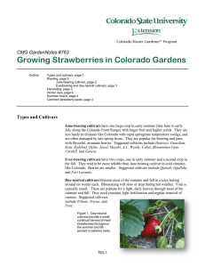 Growing Strawberries in Colorado Gardens  CMG GardenNotes #763