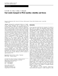 Fast vesicle transport in PC12 neurites: velocities and forces