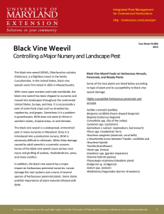 Black Vine Weevil Controlling a Major Nursery and Landscape Pest