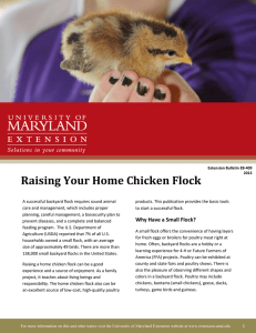 Raising Your Home Chicken Flock