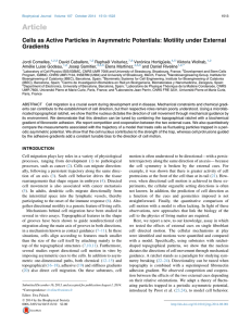 Article Cells as Active Particles in Asymmetric Potentials: Motility under External Gradients lles,