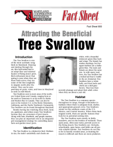 Tree Swallow Attracting the Beneficial Introduction Fact Sheet 800