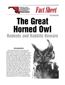 The Great Horned Owl Rodents and Rabbits Beware Introduction