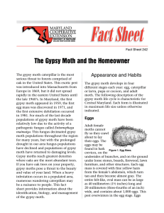 The Gypsy Moth and the Homeowner Appearance and Habits