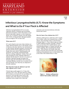 Infectious Laryngotracheitis (ILT): Know the Symptoms