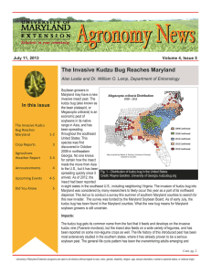 The Invasive Kudzu Bug Reaches Maryland In this issue July 11, 2013