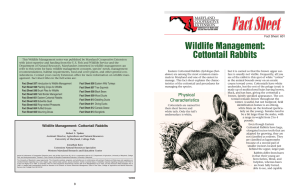 Wildlife Management: Cottontail Rabbits Fact Sheet  601