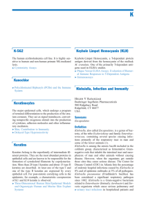K K-562 Keyhole Limpet Hemocyanin (KLH)