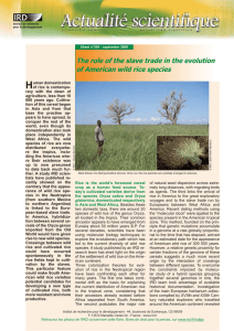 H The role of the slave trade in the evolution