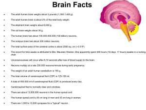 Brain Facts