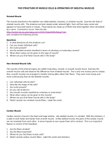 THE STRUCTURE OF MUSCLE CELLS &amp; OPERATION OF SKELETAL MUSCLES
