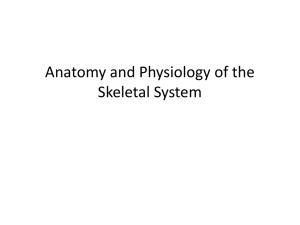Anatomy and Physiology of the Skeletal System