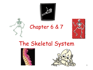 The Skeletal System Chapter 6 &amp; 7 1