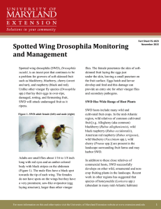 Spotted Wing Drosophila Monitoring and Management