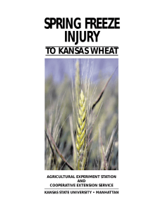 SPRING FREEZE INJURY TO KANSAS WHEAT AGRICULTURAL EXPERIMENT STATION