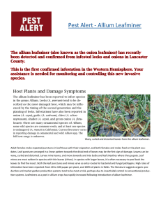 Pest Alert - Allium Leafminer  Host Plants and Damage Symptoms