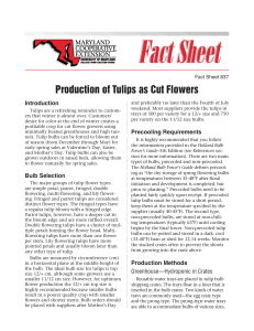 Production of Tulips as Cut Flowers Introduction Fact Sheet 837