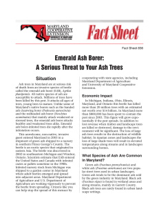 Emerald Ash Borer: A Serious Threat to Your Ash Trees Situation