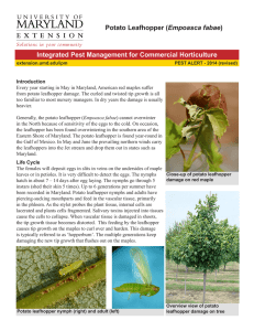 Empoasca fabae Integrated Pest Management for Commercial Horticulture
