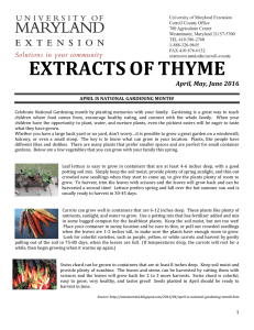 EXTRACTS OF THYME