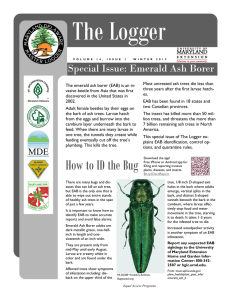 The Logger Special Issue: Emerald Ash Borer