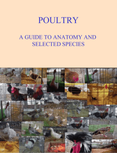 POULTRY A GUIDE TO ANATOMY AND SELECTED SPECIES
