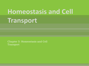 Chapter 5: Homeostasis and Cell Transport