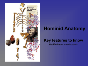 Hominid Anatomy Key features to know Modified from