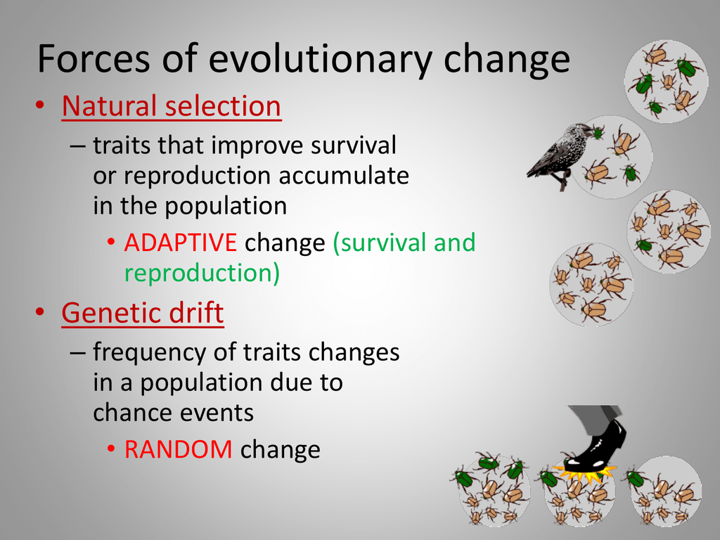 How Does Natural Selection Influence Evoultion?