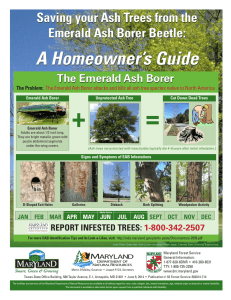 = + A Homeowner’s Guide Saving your Ash Trees from the