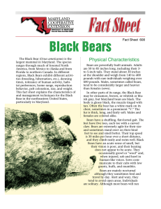 Black Bears Physical Characteristics Fact Sheet  608