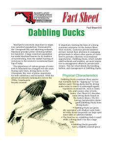 Dabbling Ducks Fact Sheet 610