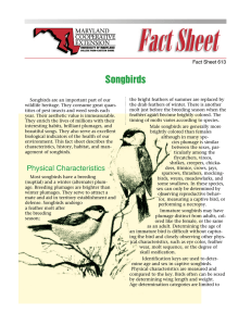 Songbirds Fact Sheet 613