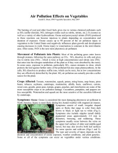 Air Pollution Effects on Vegetables