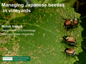 Managing Japanese beetles in vineyards Rufus Isaacs Department of Entomology